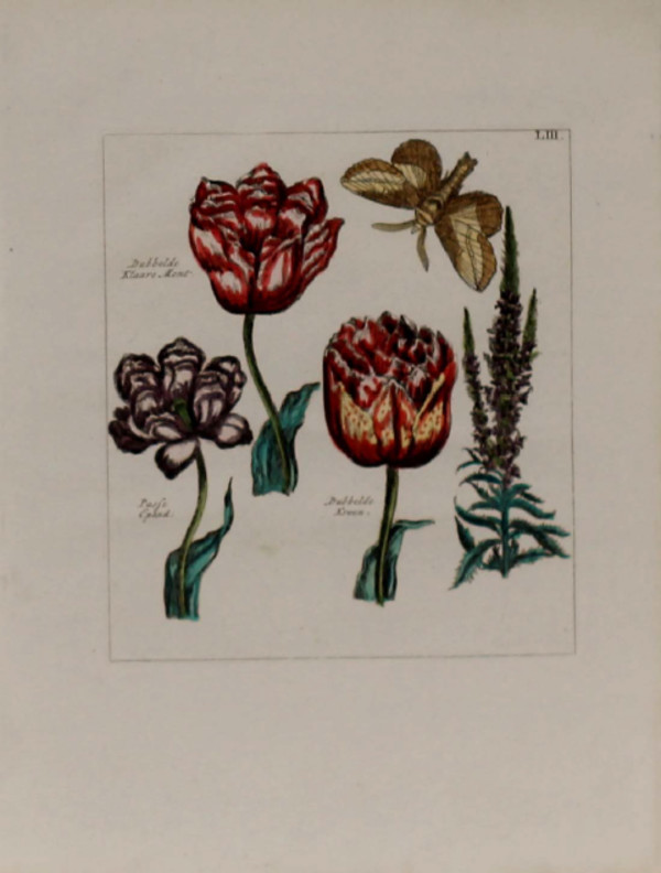 Plate 53 by Unknown Artist