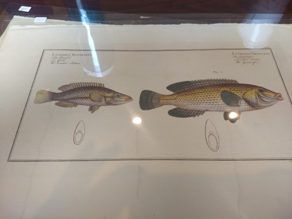 Lutianus Rcstratus Fig. 2 ,Lutianus Virescens Fig. 1