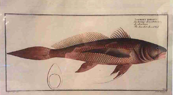 Lonchurus Barbatus, The Bearded Lancet-tail