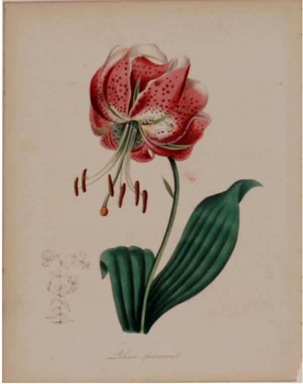 Lilium Spheciosum by MA Burnett