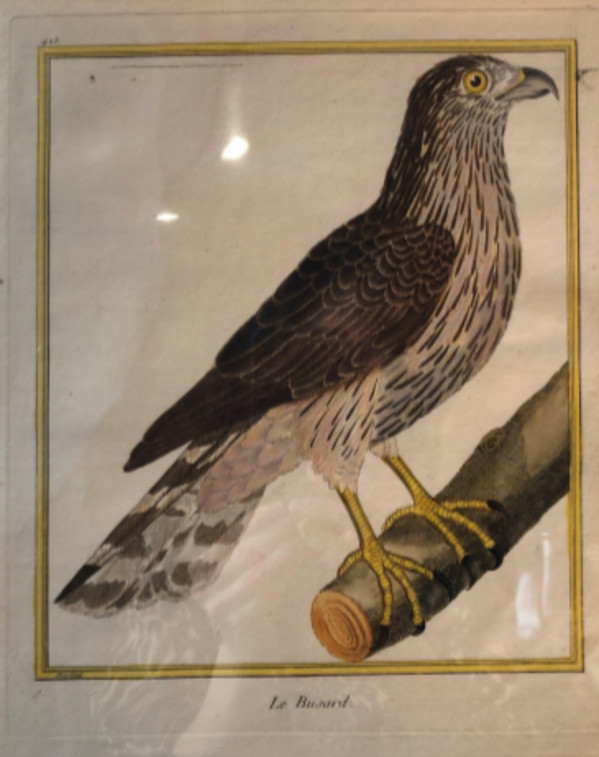 Le Busard de Marais by Francois-Nicolas Martinet