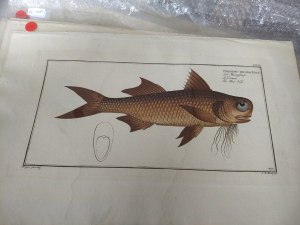 Polynemis Decadactylus (The Flat-Nose), Plate 401