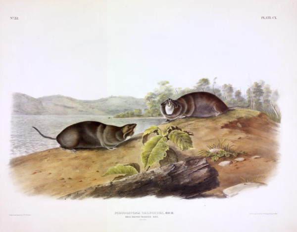 Pseudostoma talpoides, Rich. Mole-shaped Pouched Rat. (v. 3, no. 22, plate 110)