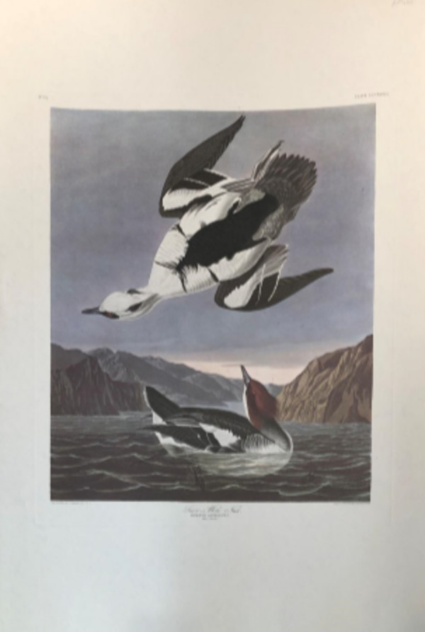 Smew or White Nun