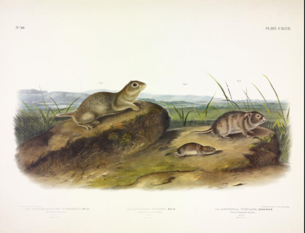 Fig. 1. Spermophilus townsendii, Bach. American Souslik. Fig. 2. Arvicola oregoni, Bach. Oregon M...
