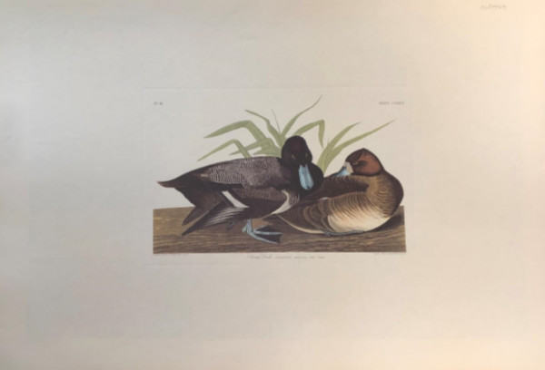 Scaup Duck