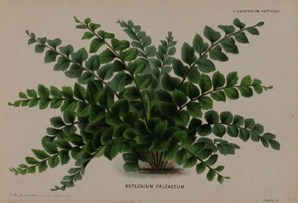 Asplenium Paleaceum