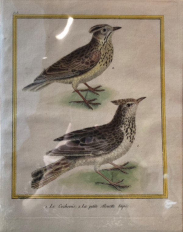1. Le Cochevis 2.La Petite Alouette Hupee by Francois-Nicolas Martinet