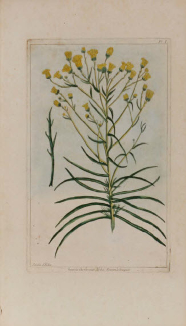 Senecio Chrysocome by Pierre-Joesph Buchoz