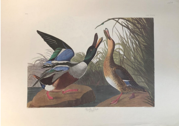 Shoveller Duck