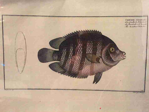 Plate 217, Chaetodon suratensis, The Suratian Chetodon