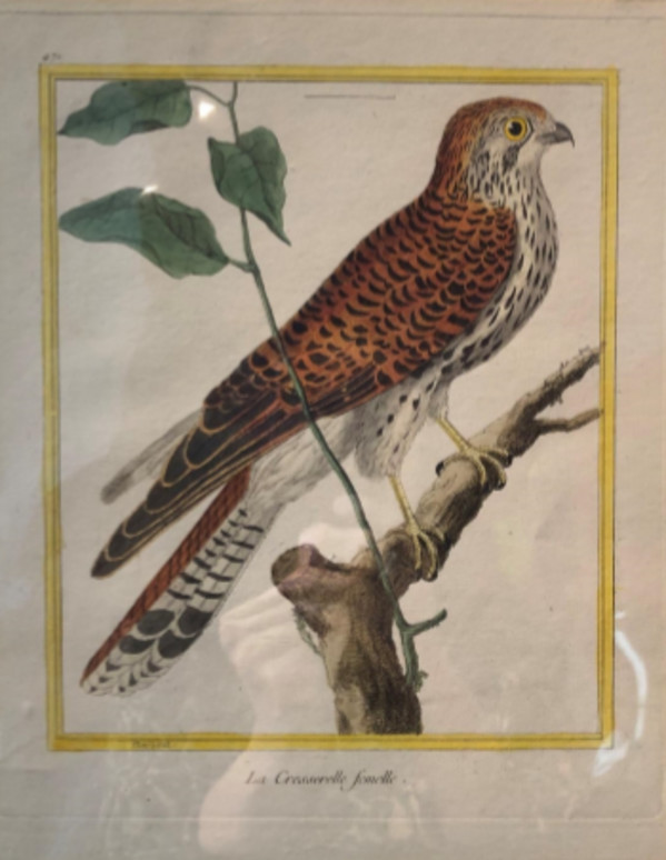 La Cresserelle Femelle by Francois-Nicolas Martinet