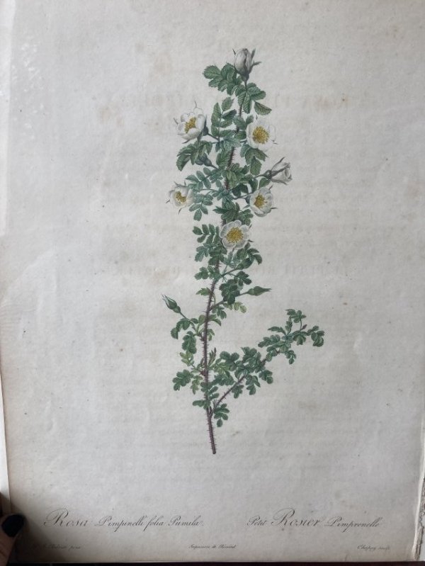 Rosa Pimpinelli folia Pumila by Pierre-Joseph Redouté
