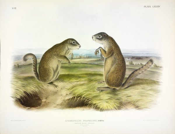 Spermophilus franklinii, Sabine. Franklin's Marmot-Squirrel. (v. 2, no. 17, plate 84)