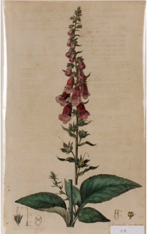 Digitalis Purpurea by Curtis