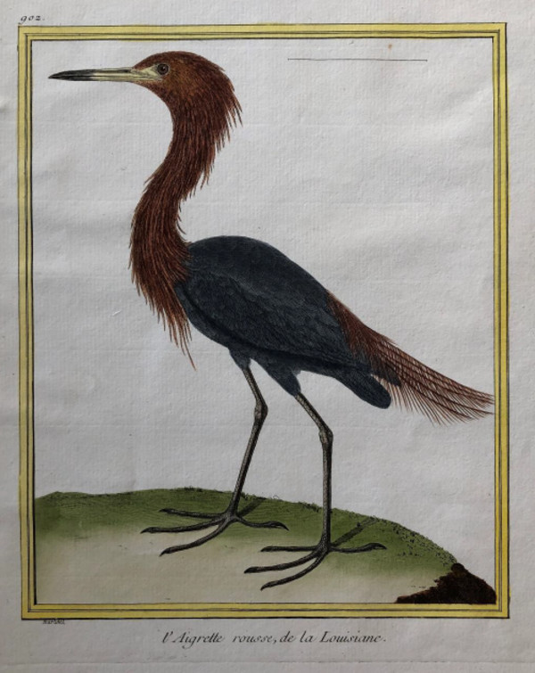 l'Aigrette Rousse de la Louisiane by Francois-Nicolas Martinet