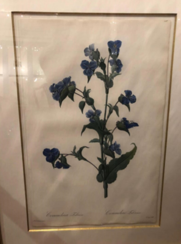 Commelina Tuberosa by Pierre-Joesph Redoute
