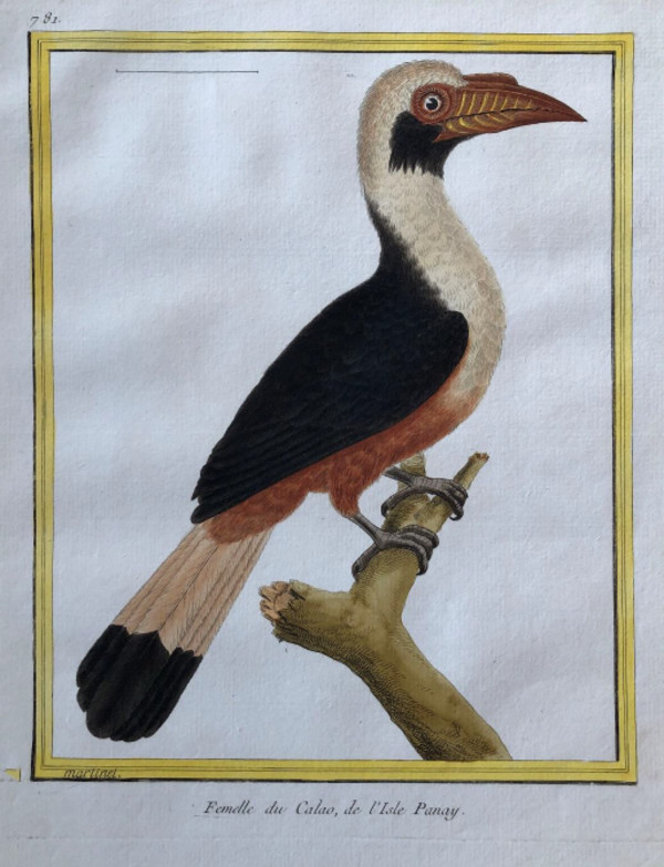Femelle du Calao de I'Isle Panay by Francois-Nicolas Martinet