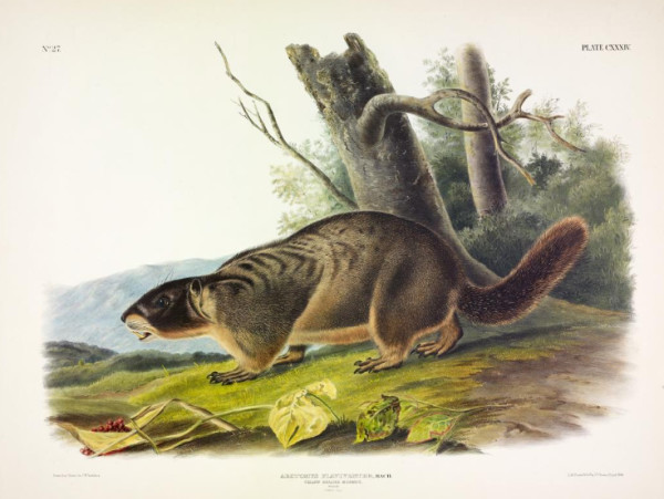 Arctomys flaviventer, Bach. Yellow-bellied Marmot. (v. 3, no. 27, plate 134)