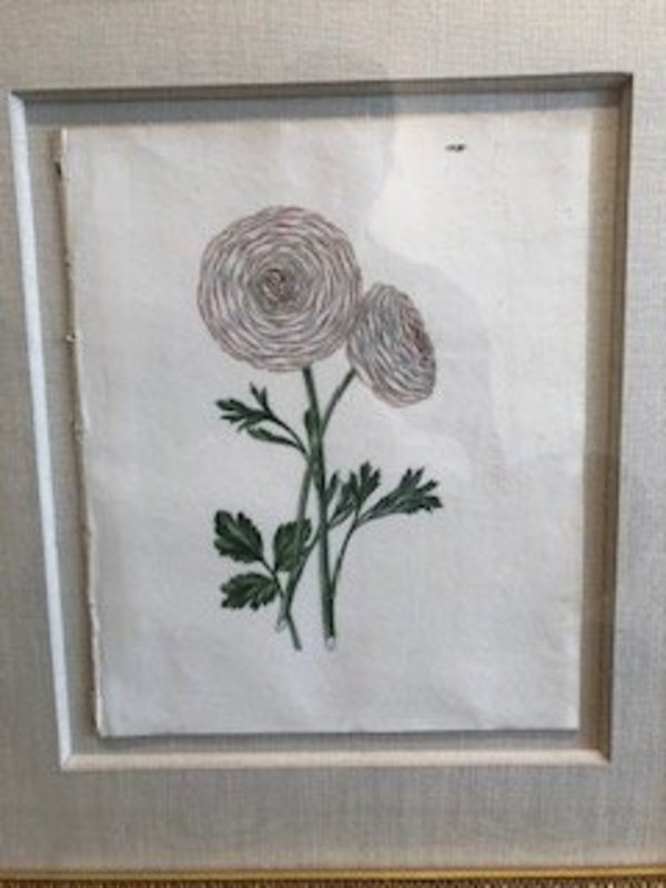 Plate 155, Napaleon-Ranunculus