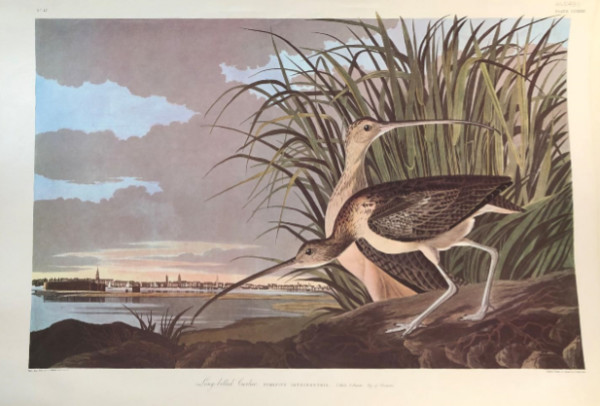 Long Billed Curlew