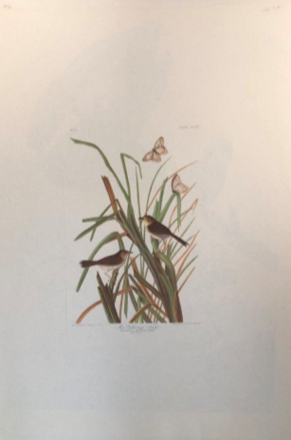 Mac Gillivray's FInch