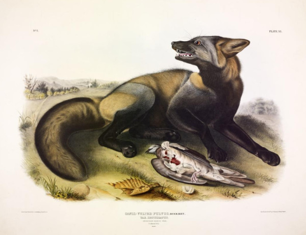 Canis (Vulpes) Fulvus. Desmaret. Var. Decussatus. American Cross-Fox. (v. 1, no. 2, plate 6)