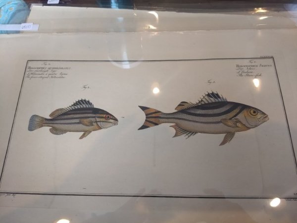 Holocentrus Quadrilineatus (2) Holocentrus Servus (1)
