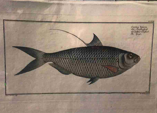 Plate 404, Clupea thrissa, The Sprat
