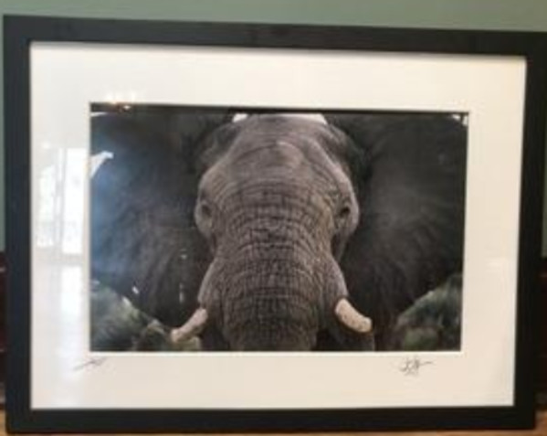 Elephant Closeup, Tarangire, Tanzania by Iva Spitzer