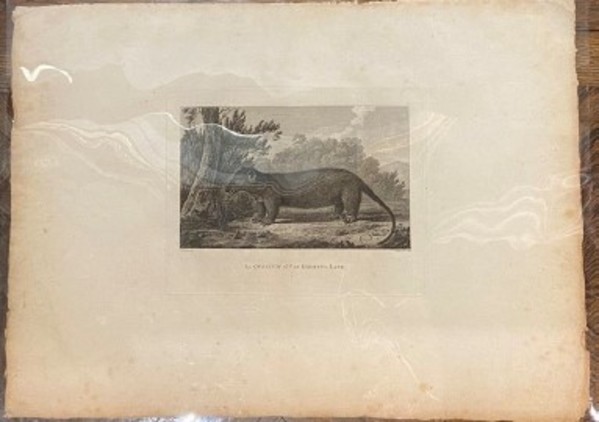 An Opossum of Van Diemen's Land