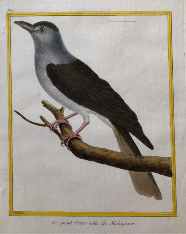 Le Grand CouCou Male de Madagascar by Francois-Nicolas Martinet