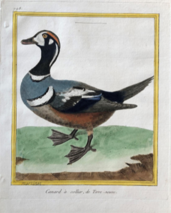 Canard a Collier de Terre-Neuve by Francois-Nicolas Martinet