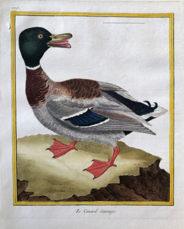 Le Canard Sauvage by Francois-Nicolas Martinet