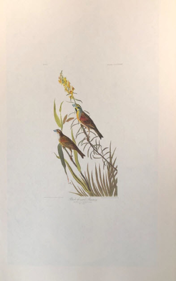 Black-Throated Bunting