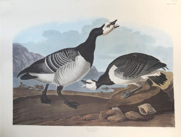 Barnacle Goose