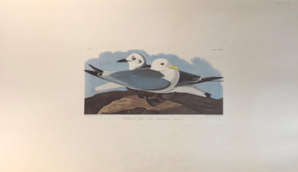 Kittiwake Gull
