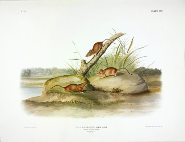 Mus aureolus, Aud. & Bach. Orange Coloured Mouse. (v. 2, no. 19, plate 95)