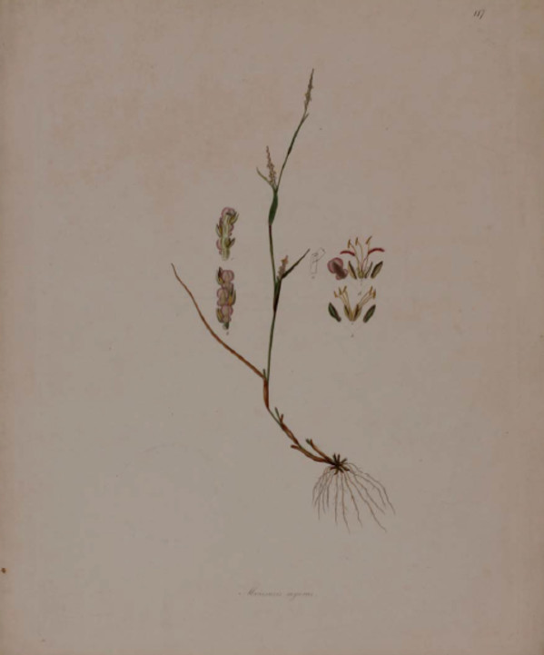 Plate 117, Manisuris myurus by Unknown Artist