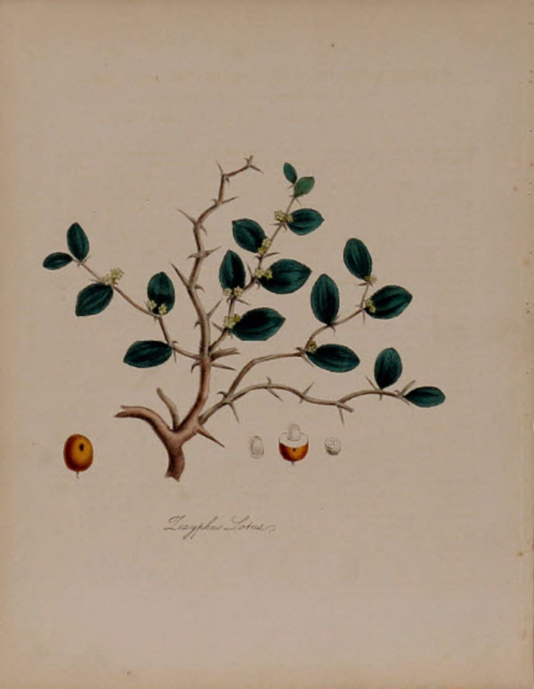 Lizyphus Lotus by MA Burnett