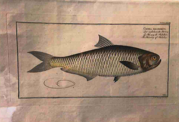 Plate 432, Clupea malabarica, The Herring of Malabar