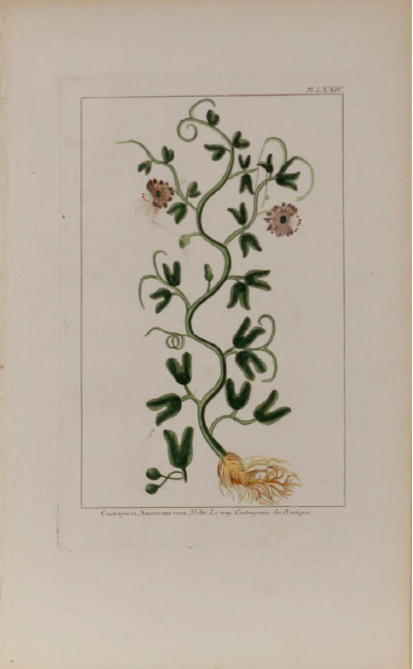 Plate 74, Contrayerva Americana vera by Unknown Artist
