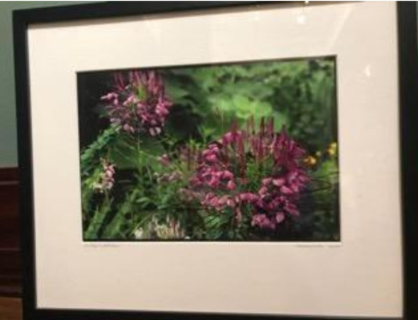 The Purple Blossoms by Madeline Bliss