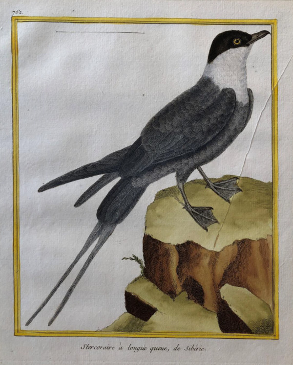 Stercoriare a Longue Queue de Siberie by Francois-Nicolas Martinet