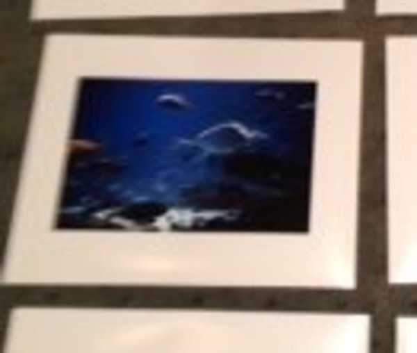 Georgia Aquarium #3 by Nick Dentamaro