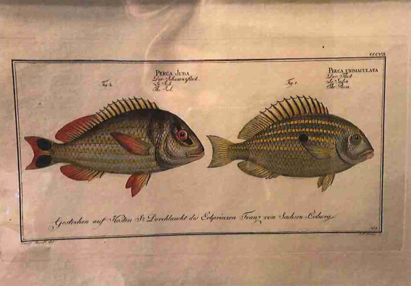 Plate 308, Perca unimaculata Fig. 1 (1) Perca juba Fig. 2. (2)	The Pacu (1) The Jub (2)
