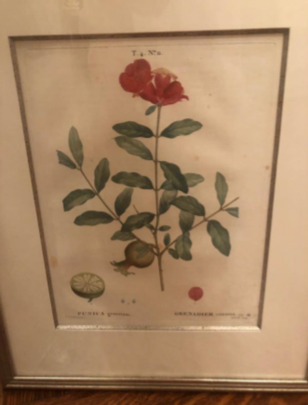 Punica Granatum/Grenadier Commun by Pierre-Joesph Redoute