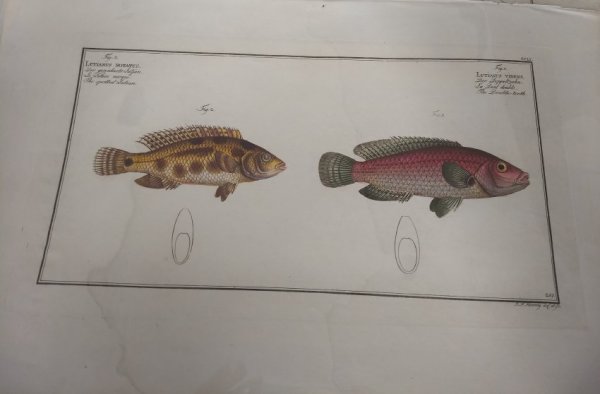 Lutianus Notatus (the spotted Lutian), Plate 251 , Lutianus Videns (The Double-tooth), Plate 251