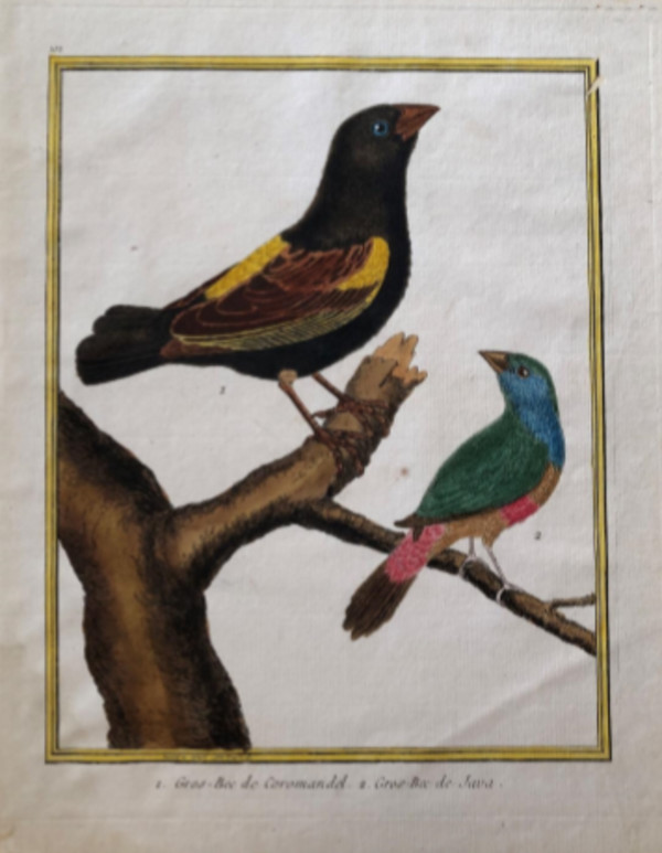1. Gros-Bec de Crormandel 2. Gros-bec de Java by Francois-Nicolas Martinet