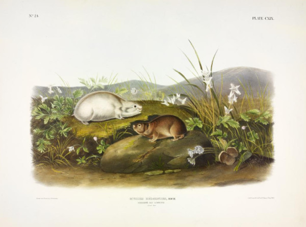 Myodes hudsonius, Rich. Hudson's Bay Lemming. (v. 3, no. 24, plate 119)